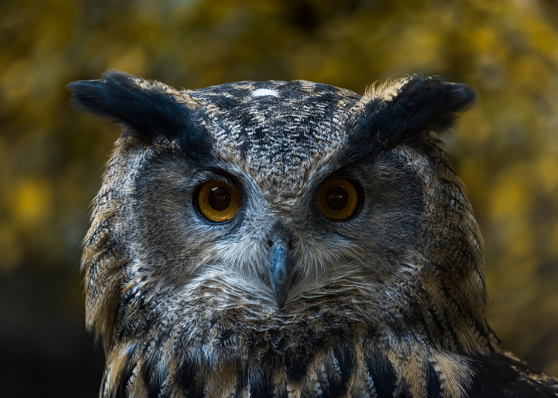 Tradelines For Sale: Choose Your Tradeline Company Wisely